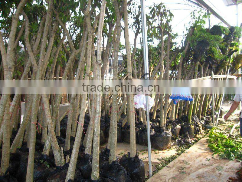 Spathodea campanulata tropical flower tree