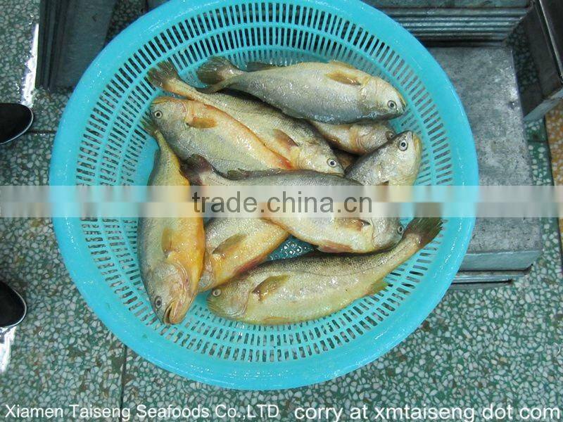 Fresh Freezer Pseudosciaena Polyactis Large Yellow Croaker