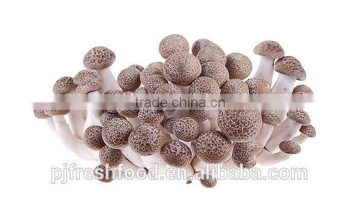 Brown Shimeji
