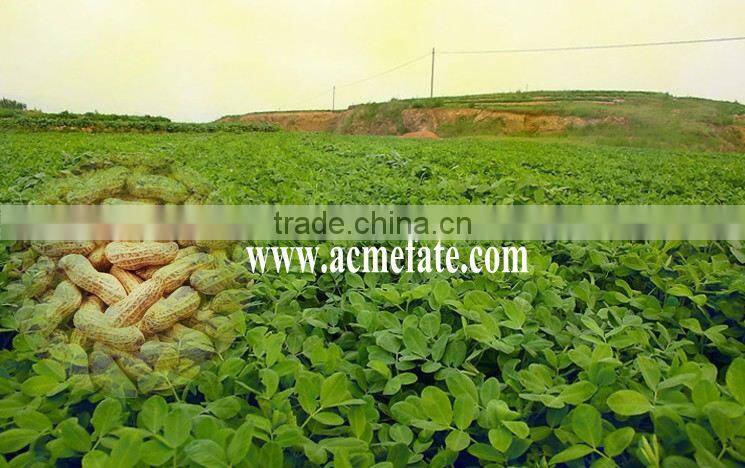 Chinese High Quality Dry Fried Roasted Salted Peanuts