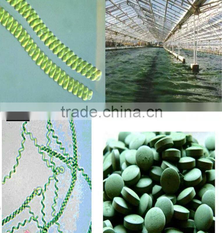 Dietary supplement Spirulina powder rich in Selenium