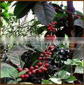Robusta Coffee from Vietnam, high quality