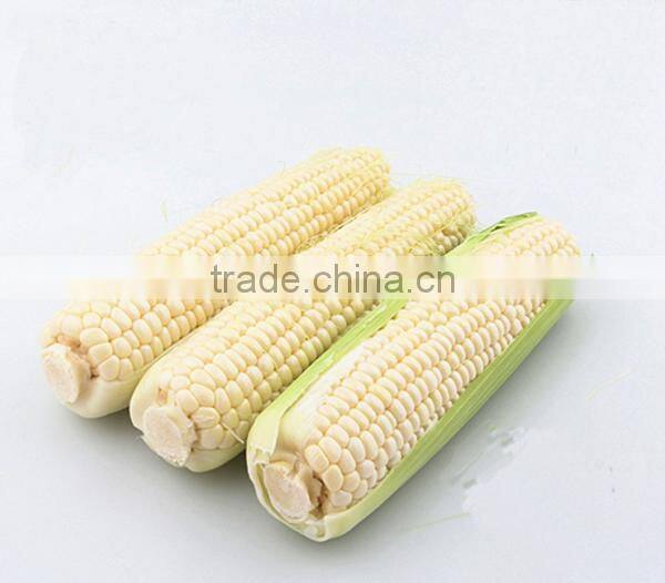 NCO05 Xihu guangzhou high yield quality hybrid maize seed