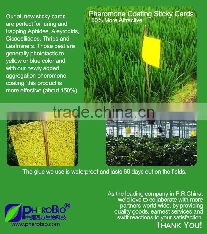 Ephestia/plodia spp. pheromone lure and rice flour trap set