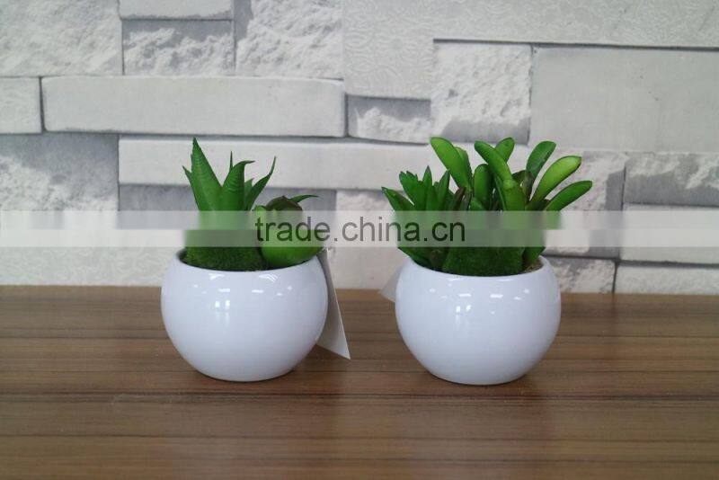 White potted mini succulent plants bonsai