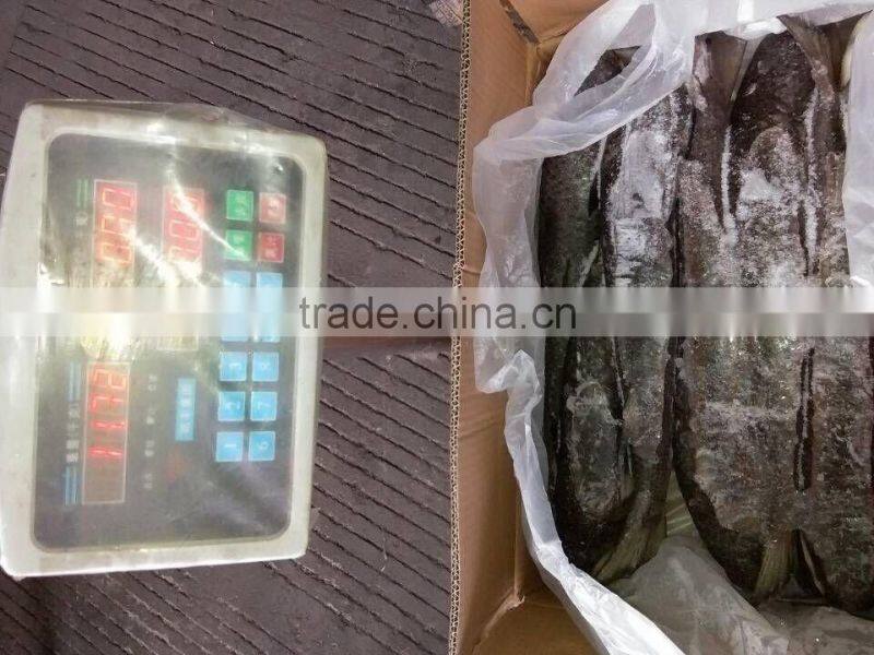 land frozen grey mullet whole round with size 1500-2000g