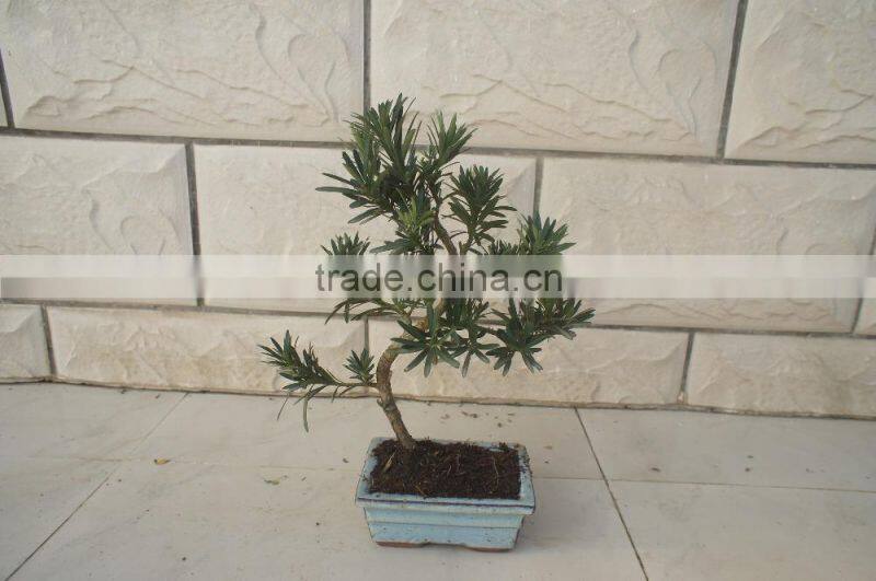 Indoor Bonsai Podocarpus Macrophyllus for Decoration S shape