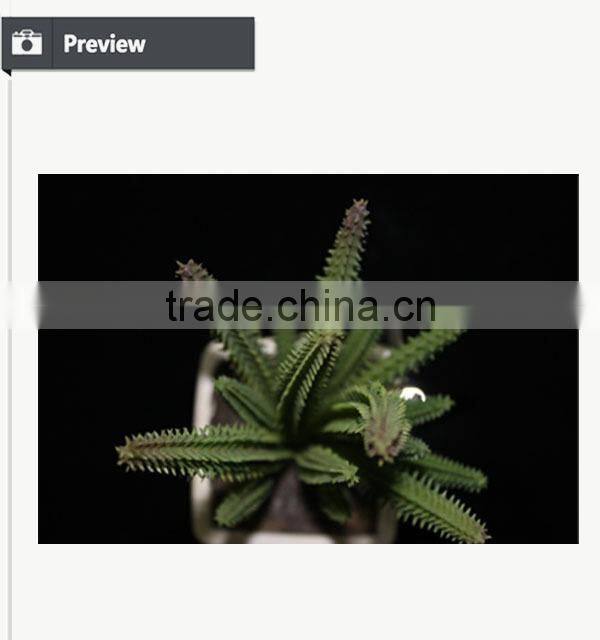 Artificial mini succulent bonsai potted succulent small potted plant