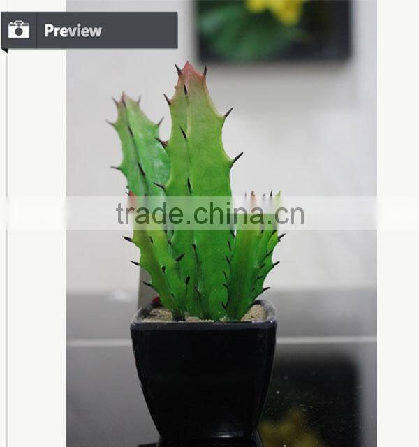 Eco-friendly high quality potted succulent plants bonsai cactus mini succulent