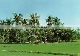 LONG RICE 25% BROKEN - SONA4@VINARICE.VN- CROP 2014