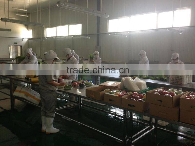 fresh lettuce for sale good quality