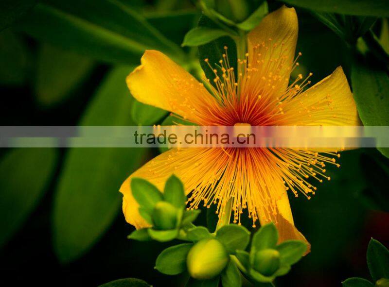 Nutritonal Extract St. John's Wort Hypericum perforat Powder Extract With Hypericins 0.3%