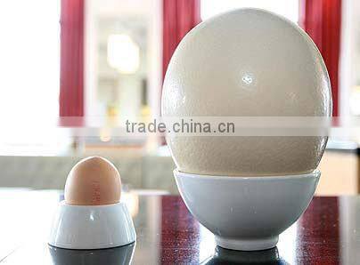 MJT-2 mujia 108eggs automatic OSTRICH egg incubator hot sale