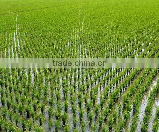 DF 12HP-22HP Walking tractor implement 6 rows rice seeder , paddy land rice seeder