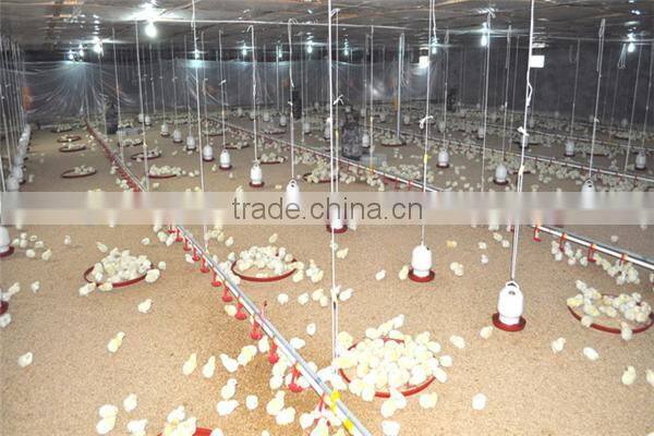 made in china layer egg chicken slaughter house