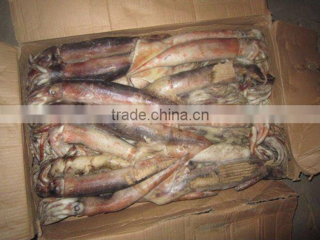 frozen whole round squid
