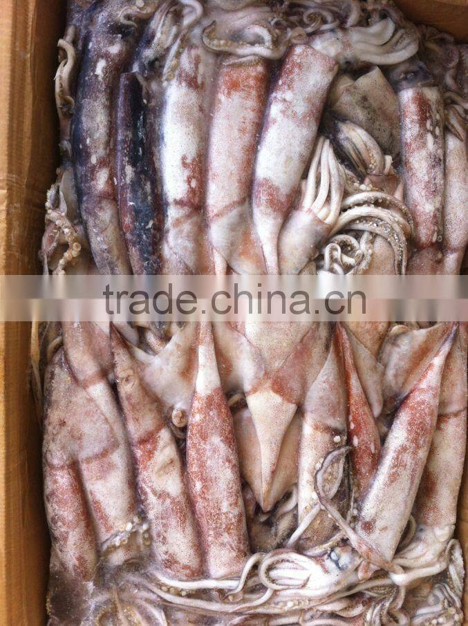 Frozen whole round squid todarodes pacificus