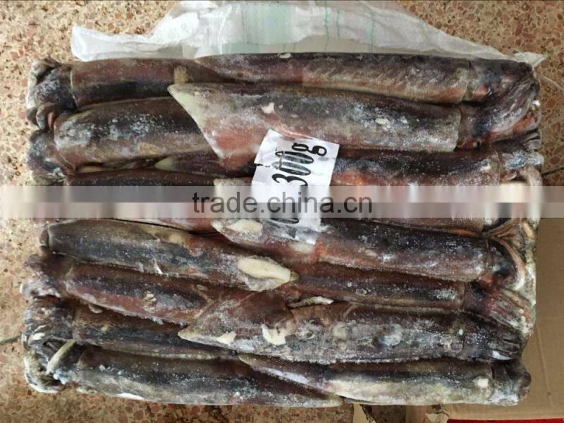 Illex Argentinus Squid