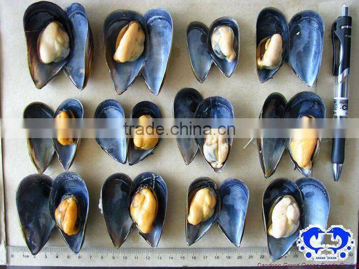seafood frozen blue mussel meat with half shell