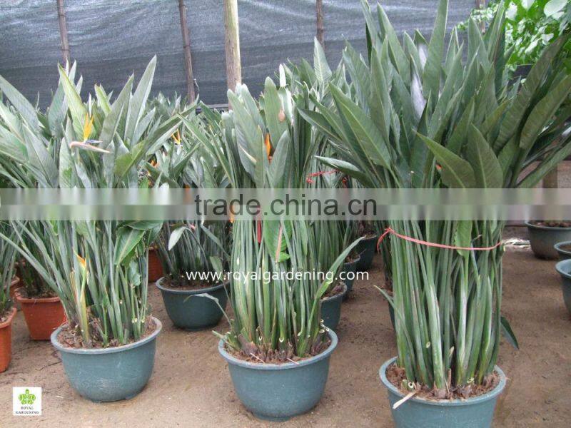Strelitzia reginae Bird Of Paradise Crane Flower