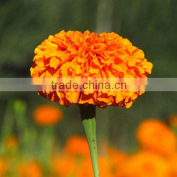 Natural Plant Extract 10% Lutein by HPLC