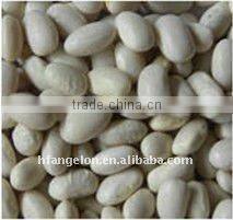 Light Speckled Kidney Bean Color Sorting