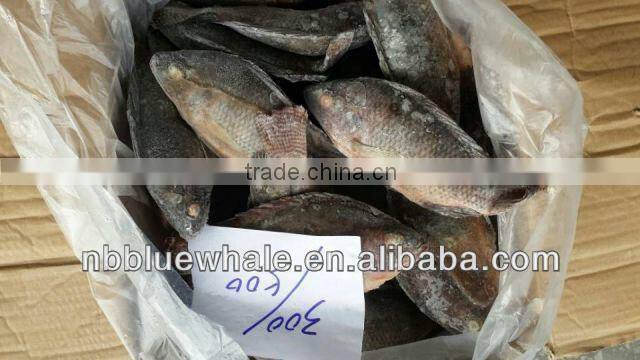 Fresh water black tilapia, IQF Tilapia Fillets