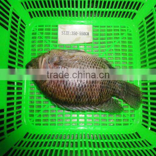 Frozen Tilapia Fish whole round GS