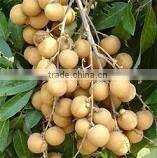 Organic fresh longan