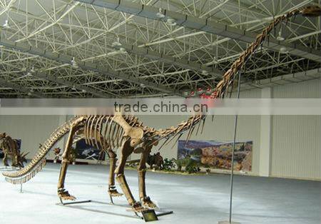 Original size Dinosaur Skeleton Replicas