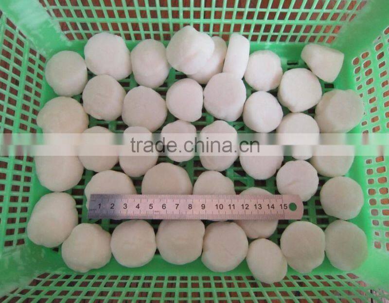 hot selling good price new fresh ligament of pen shell