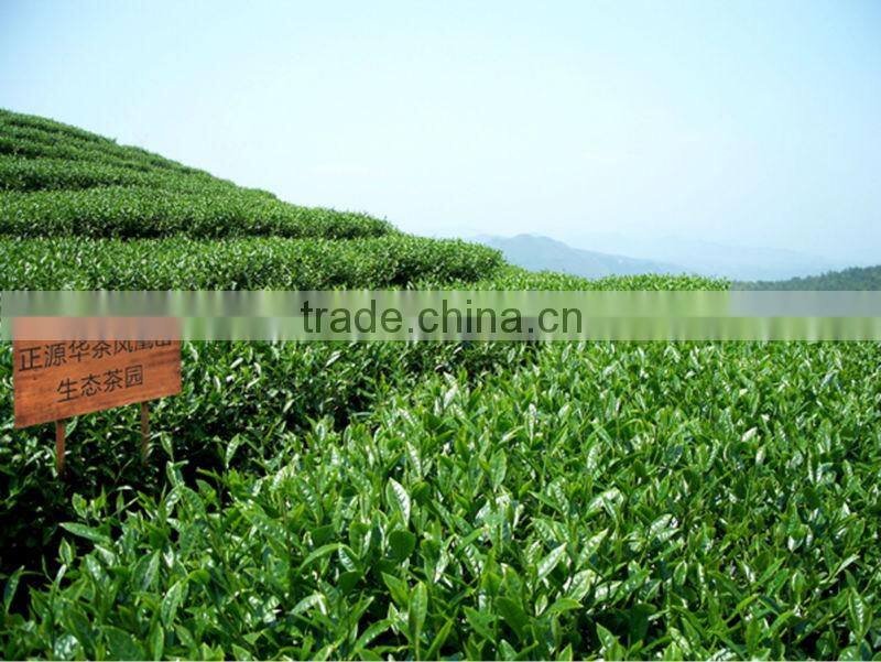 Chinese Jasmine Organic Tea 10 Sachets