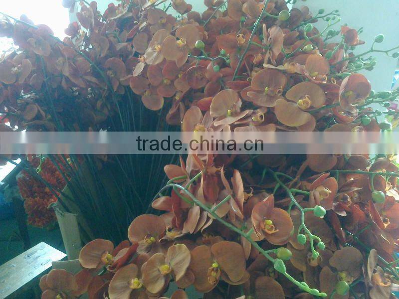 silk orchid flowering