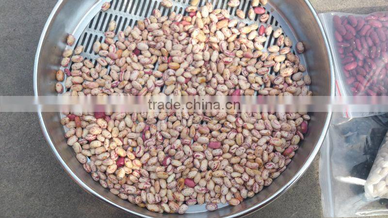 2015 crop kidney bean