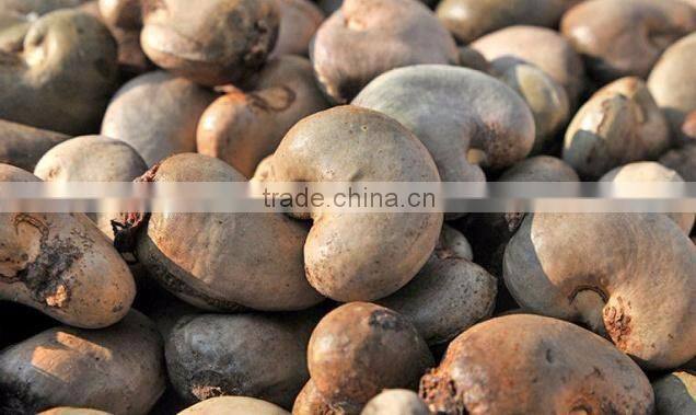 Raw Dried Cashew Nut/Cashew nuts in Africa