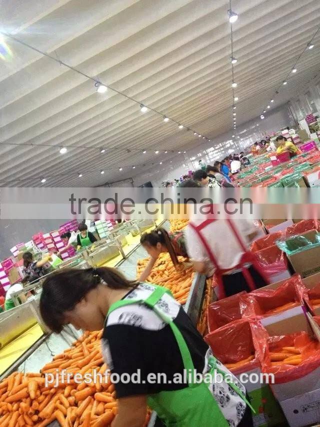 Fresh Fujian Carrot