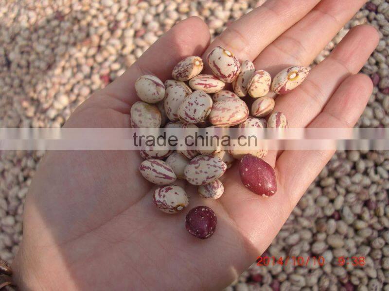 2015 new crops of light speckled kidney beans