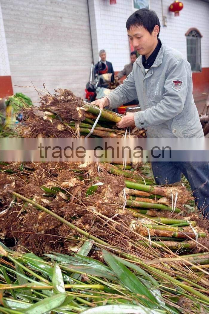 Perennial plants bamboo seedling