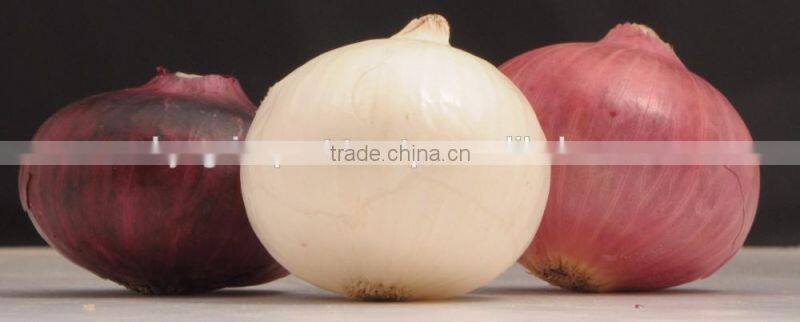A Grade Indian White Onion Price