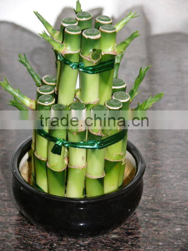 layers towers / ties fengshui Draceana Lucky bamboo from professional nurseries