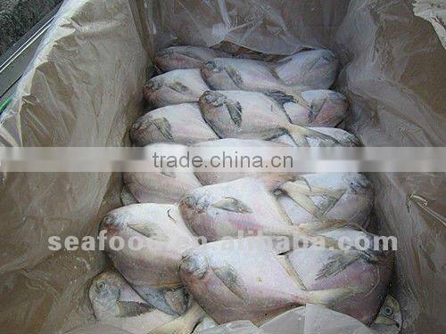 100-150g/pc frozen silver pomfret
