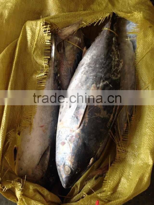 300-500g Frozen bonito tuna fish