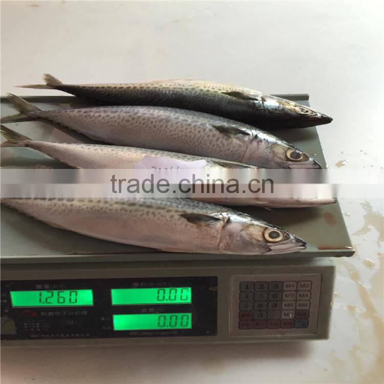 Chub mackerel frozen whole frozen mackerel bait for sale