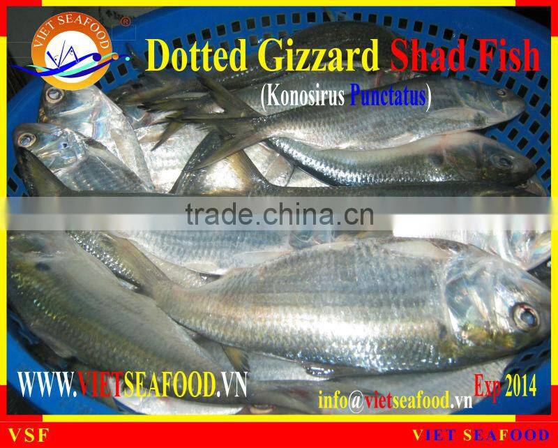 W/R FROZEN DOTTED GIZZARD SHAD FISH