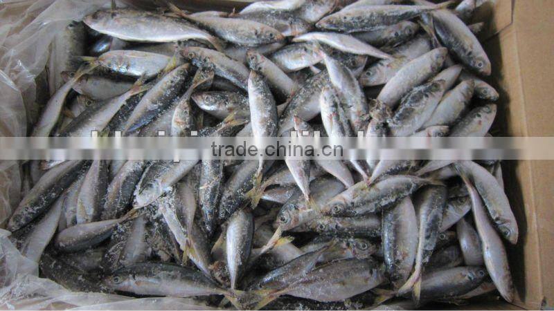 frozen horse mackerel 80-100g new arrival
