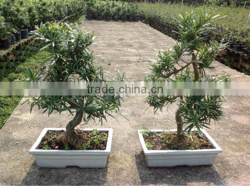 Podocarpus macrophyllus bosnai S shape