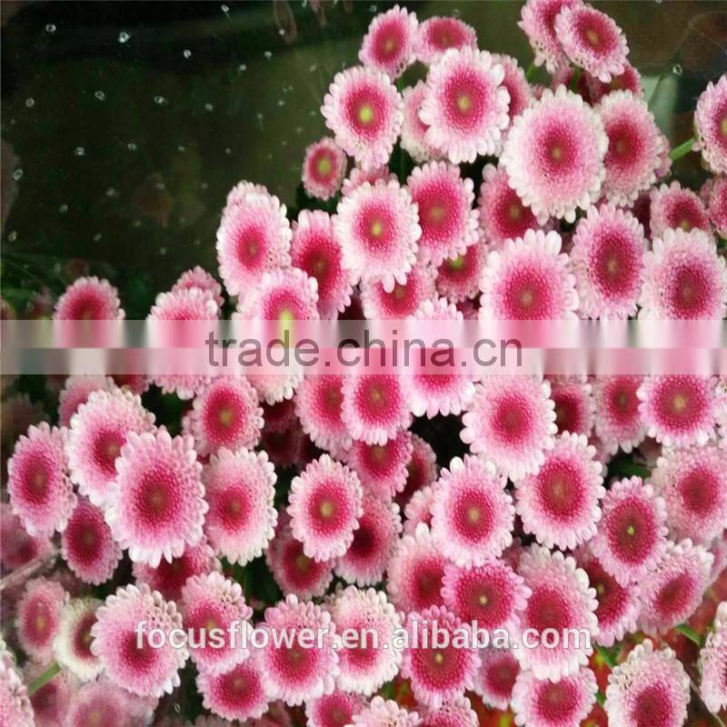 2017 New Arrival Cut Fresh Chysanthemums Flowers Wholesale