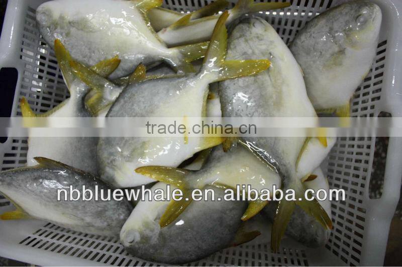 300-500G 400-600G 500-700G 800G UP pompano fish