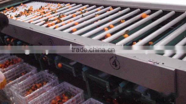 fruit grading machine