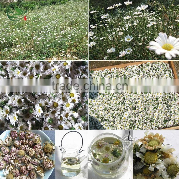 Organic Dried Purple Chrysanthemum Herbal Tea